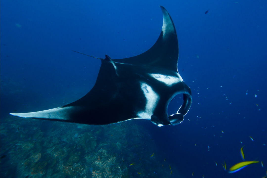 Oceanic manta ray